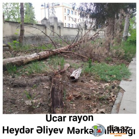 Xaraba günə qalan UCAR: Ağaclar qəsdən qurudulub və...