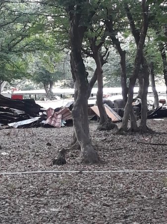 Qırmızı Kitaba daxil olan agaclar məhv edilib, yerində restoran tikilib